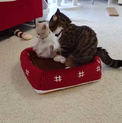 フィリップ王子 オーロラ姫 猫 ラブラブ グルーミング 毛づくろい Instagram マンチカン カップル