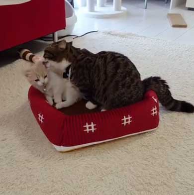 フィリップ王子 オーロラ姫 猫 ラブラブ グルーミング 毛づくろい Instagram マンチカン カップル