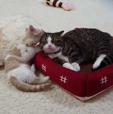 フィリップ王子 オーロラ姫 猫 ラブラブ グルーミング 毛づくろい Instagram マンチカン カップル