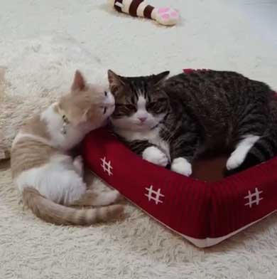 フィリップ王子 オーロラ姫 猫 ラブラブ グルーミング 毛づくろい Instagram マンチカン カップル