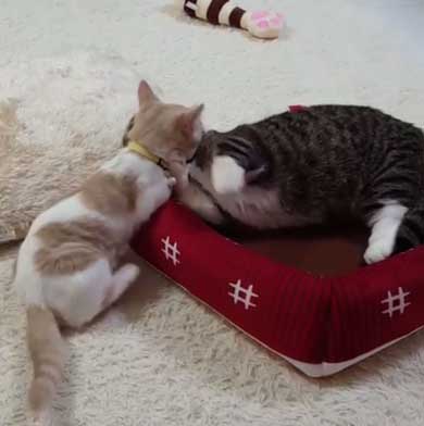 フィリップ王子 オーロラ姫 猫 ラブラブ グルーミング 毛づくろい Instagram マンチカン カップル