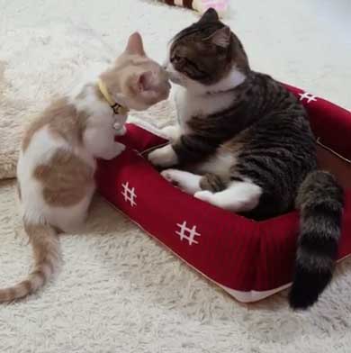 フィリップ王子 オーロラ姫 猫 ラブラブ グルーミング 毛づくろい Instagram マンチカン カップル