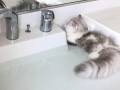 お水遊び大好きにゃ〜！　お水の中にどっぷりつかるフワフワ猫ちゃんがかわいくて涼やか