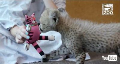 海外作家様作　アートドール　チーターの子供 元気に育ってね！ 新しい世界を探検する生後7週のチーターの