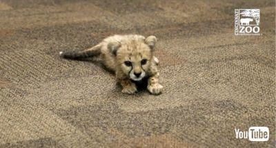 原画 チーター兄弟 #136 多摩動物公園・チーター五つ子赤ちゃん画像写真アップ！ | 好き