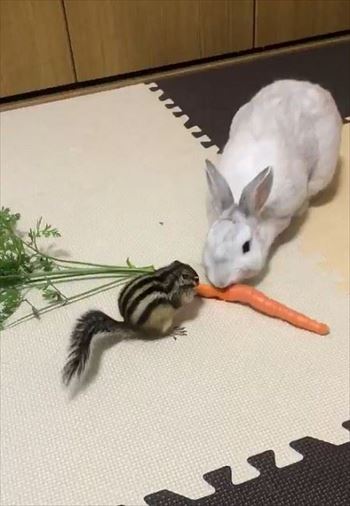 弱肉強食のリスとウサギ