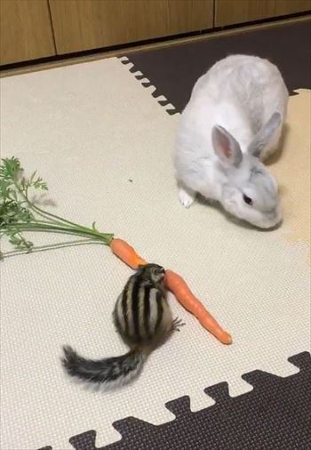 弱肉強食のリスとウサギ