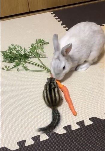弱肉強食のリスとウサギ