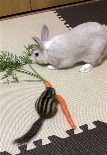 弱肉強食のリスとウサギ