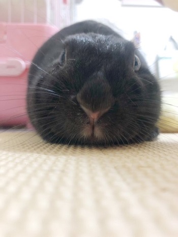 弱肉強食のリスとウサギ