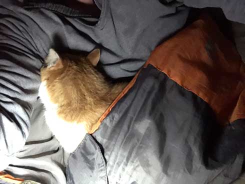 キャンプ場 出会った 猫 野良 テント 椅子 一緒 寝る かわいい