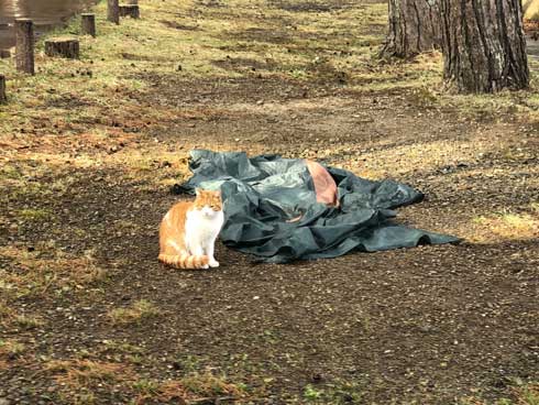キャンプ場 出会った 猫 野良 テント 椅子 一緒 寝る かわいい
