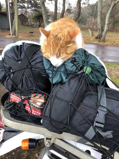 キャンプ場 出会った 猫 野良 テント 椅子 一緒 寝る かわいい