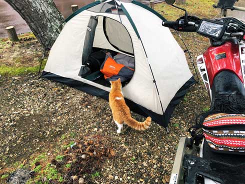 キャンプ場 出会った 猫 野良 テント 椅子 一緒 寝る かわいい