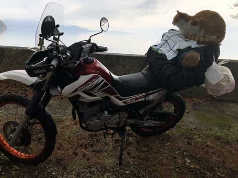 キャンプ場 出会った 猫 野良 テント 椅子 一緒 寝る かわいい