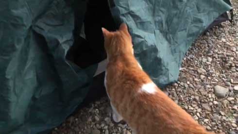 キャンプ場 出会った 猫 野良 テント 椅子 一緒 寝る かわいい