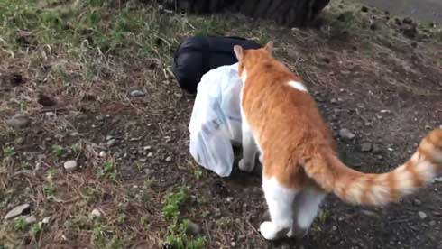 キャンプ場 出会った 猫 野良 テント 椅子 一緒 寝る かわいい