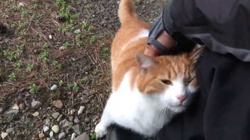 キャンプ場 出会った 猫 野良 テント 椅子 一緒 寝る かわいい