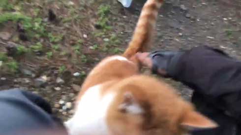 キャンプ場 出会った 猫 野良 テント 椅子 一緒 寝る かわいい