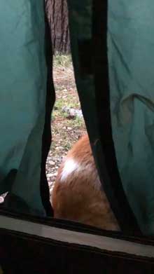 キャンプ場 出会った 猫 野良 テント 椅子 一緒 寝る かわいい