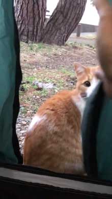 キャンプ場 出会った 猫 野良 テント 椅子 一緒 寝る かわいい