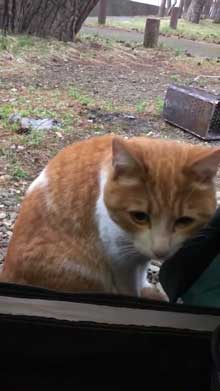 キャンプ場 出会った 猫 野良 テント 椅子 一緒 寝る かわいい