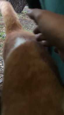 キャンプ場 出会った 猫 野良 テント 椅子 一緒 寝る かわいい