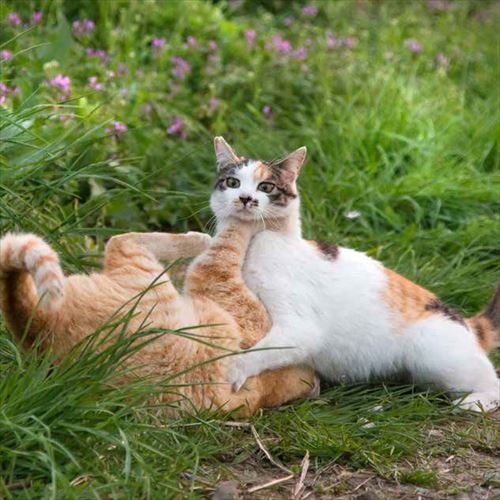 必死すぎるネコ