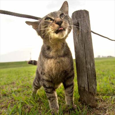 必死すぎるネコ〜前後不覚篇〜