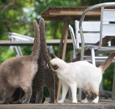 必死すぎるネコ〜前後不覚篇〜