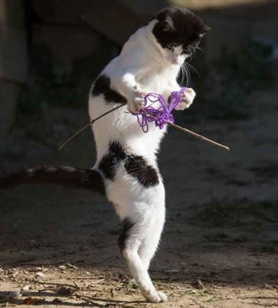 必死すぎるネコ〜前後不覚篇〜