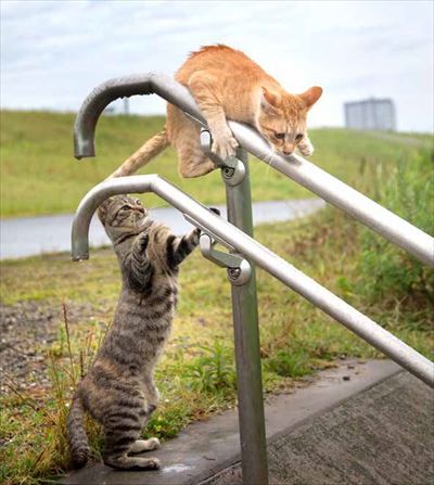 必死すぎるネコ〜前後不覚篇〜