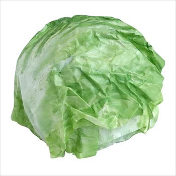 東京書けるレタス