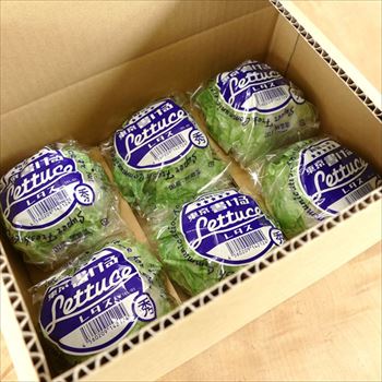 東京書けるレタス