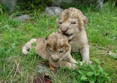 秋吉台サファリランド　ライオンの赤ちゃん