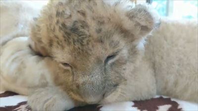 秋吉台サファリランド　ライオンの赤ちゃん