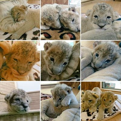 秋吉台サファリランド　ライオンの赤ちゃん