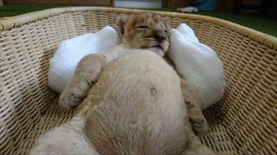 秋吉台サファリランド　ライオンの赤ちゃん