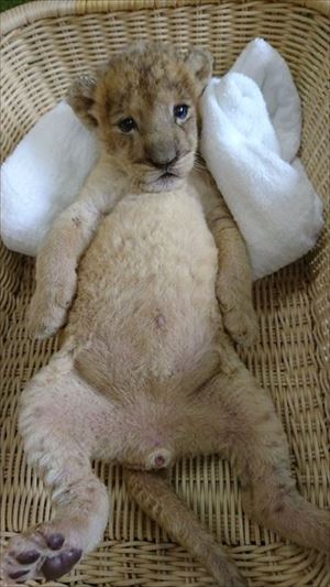 秋吉台サファリランド　ライオンの赤ちゃん