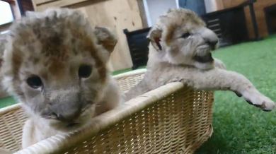 秋吉台サファリランド　ライオンの赤ちゃん