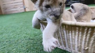 秋吉台サファリランド　ライオンの赤ちゃん