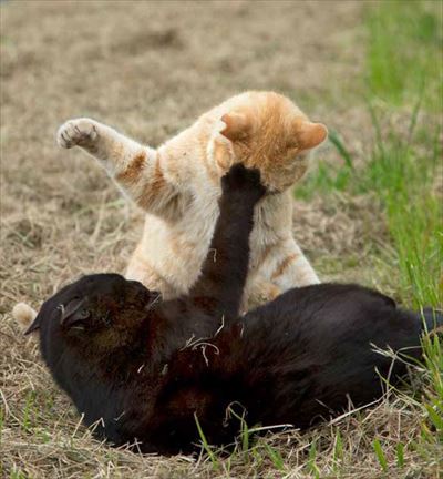 必死すぎるネコ出版記念イベント