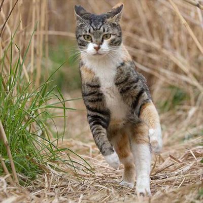 必死すぎるネコ出版記念イベント