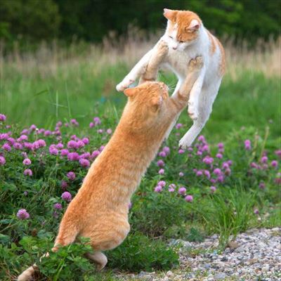 必死すぎるネコ出版記念イベント