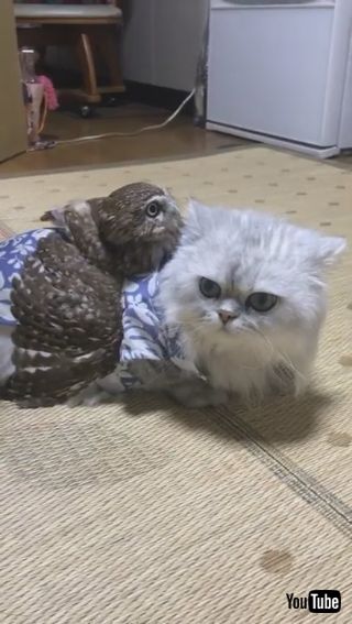 ネコちゃんとフクロウさん