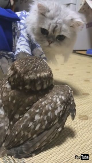 ネコちゃんとフクロウさん