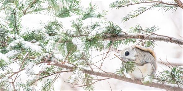 世界一かわいいエゾモモンガ