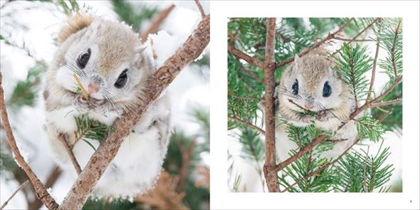 世界一かわいいエゾモモンガ