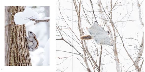 世界一かわいいエゾモモンガ