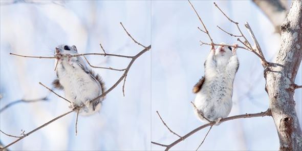 世界一かわいいエゾモモンガ